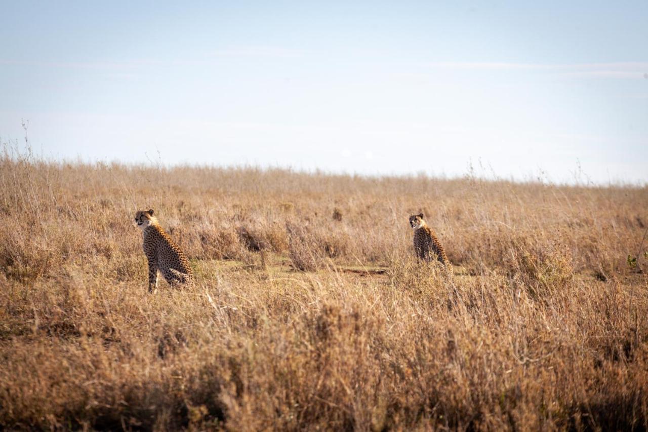 Serengeti Mawe Camp Exterior foto